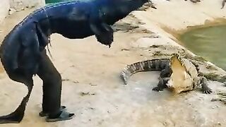 Real crocodile with man crocodile