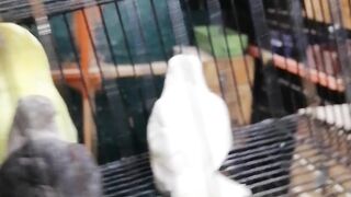 Love birds