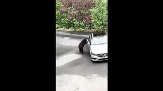 Try not to laugh???????? part 1 funniest videos on internet