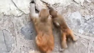 Better than Human
