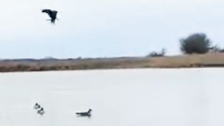 Eagle vs goose