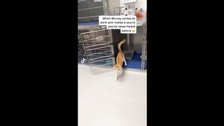BEST CAT MEMES COMPILATION OF 2022 PART 3