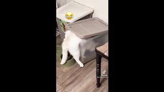 BEST CAT MEMES COMPILATION OF 2022 PART 5