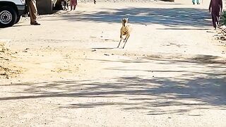 Animal jamping