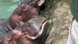 Hungry Hippos Enjoy Pumpkin Treats || ViralHog
