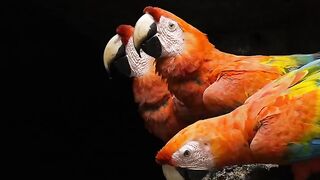 Macaw  One of the most beautiful parrots in the world words 2023