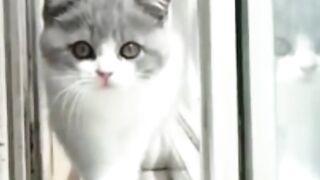 cat_is_on_cat_walking_ramp_????????