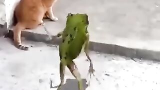 Fani