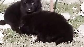 Dogs Playing  || New Dogs