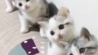 kittens_with_dancing