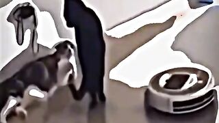 Angry cat????