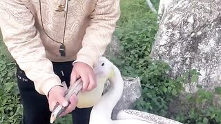 Bird hides animals in its beak #shortsvideo.