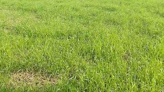 My village