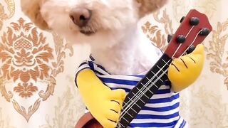 Hilarious Tiny Toy Dog Sings 'You're Not My Mother' to Owner