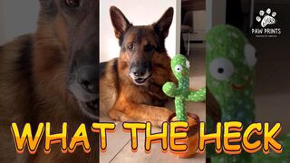 Toy Trouble: German Shepherd's Funniest Playtime Moments! #playfulpets #dogvideos #funnydogs