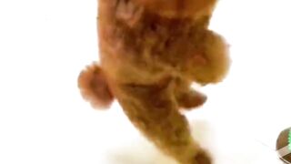 "Pawsitively Pawesome: Watch this Dancing and Jumping Doggo Groove!