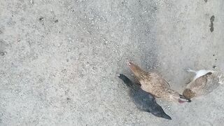 How to feed chickens