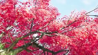 Lord Of Wonderlands Eps 6 Sub Indo