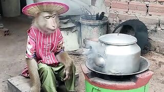 Mr monkey cooking ???? ???? ????