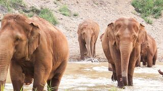 ##elephant##