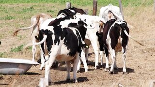 ##the cows##
