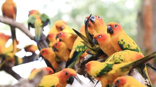 ##Pandey monium of Sun conure parrots