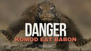 KOMODO DRAGON EAT BABON