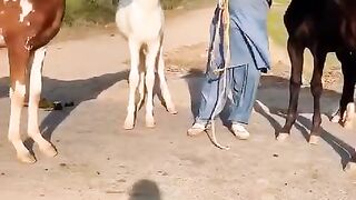 Horse video for sale