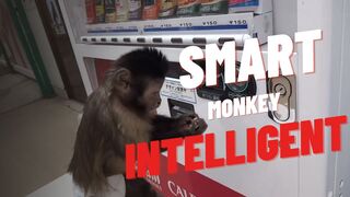 SMART MONKEY