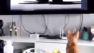 Cat dancing