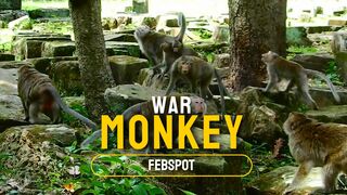 Fight monkey
