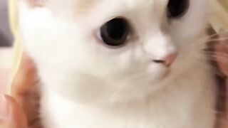 Video kucing lucu