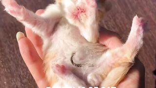 Video kucing lucu