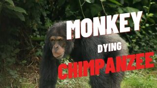 CHIMPSPANZEE MONKEY DYING