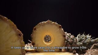 Why It Takes 3 Years for a Pineapple to Grow: Surprising Facts