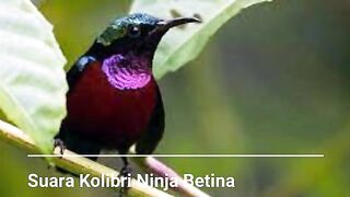 female ninja hummingbird sound