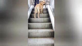 Waw Amazing Brilliant dog climbing Escalator