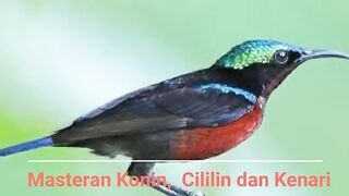 Cililin Canary Bird Sound