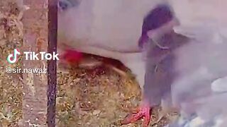 This Is My Sialkoti Pigeon