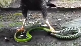 eagle snake