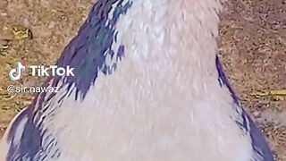 My Sheraazi Pigeon