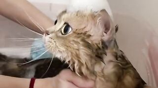Cute kitty taken a bath ????????