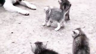 So funny cat clip 2023 | so funny cat  #viral