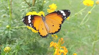 Butterflies