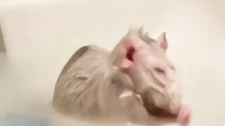 the rat walks into the party