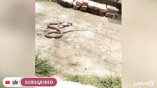 Have a good laugh watching these short videos! Let me know what you think of them.