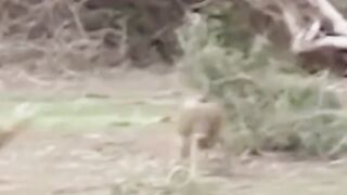 deer fight