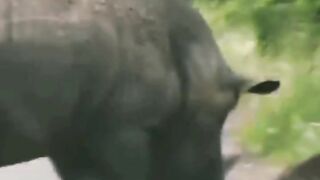rhino fight