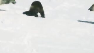 Wild animals