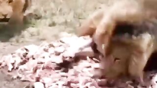 Lions attack,#